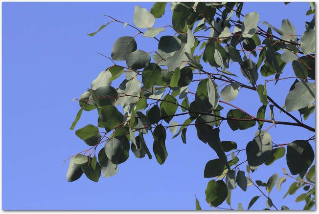 ユーカリの木と葉